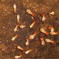 广州越秀区饭店灭鼠灭蟑螂灭蚂蚁