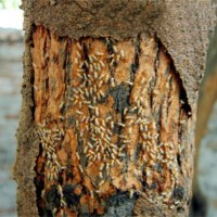 广州越秀区附近家庭灭白蚁别墅防治白蚁