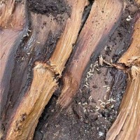 广州专业餐饮灭虫灭鼠灭蟑螂