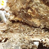 广州番禺酒店灭蚂蚁灭鼠灭蟑螂