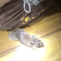 广州番禺哪里有灭白蚁的公司