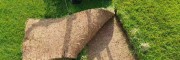 青岛平度草坪草皮基地：北方冷季型草坪种植基地